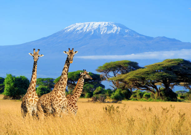 7-Day Expedition Navigating Kenya's Wildlife Wonderlands