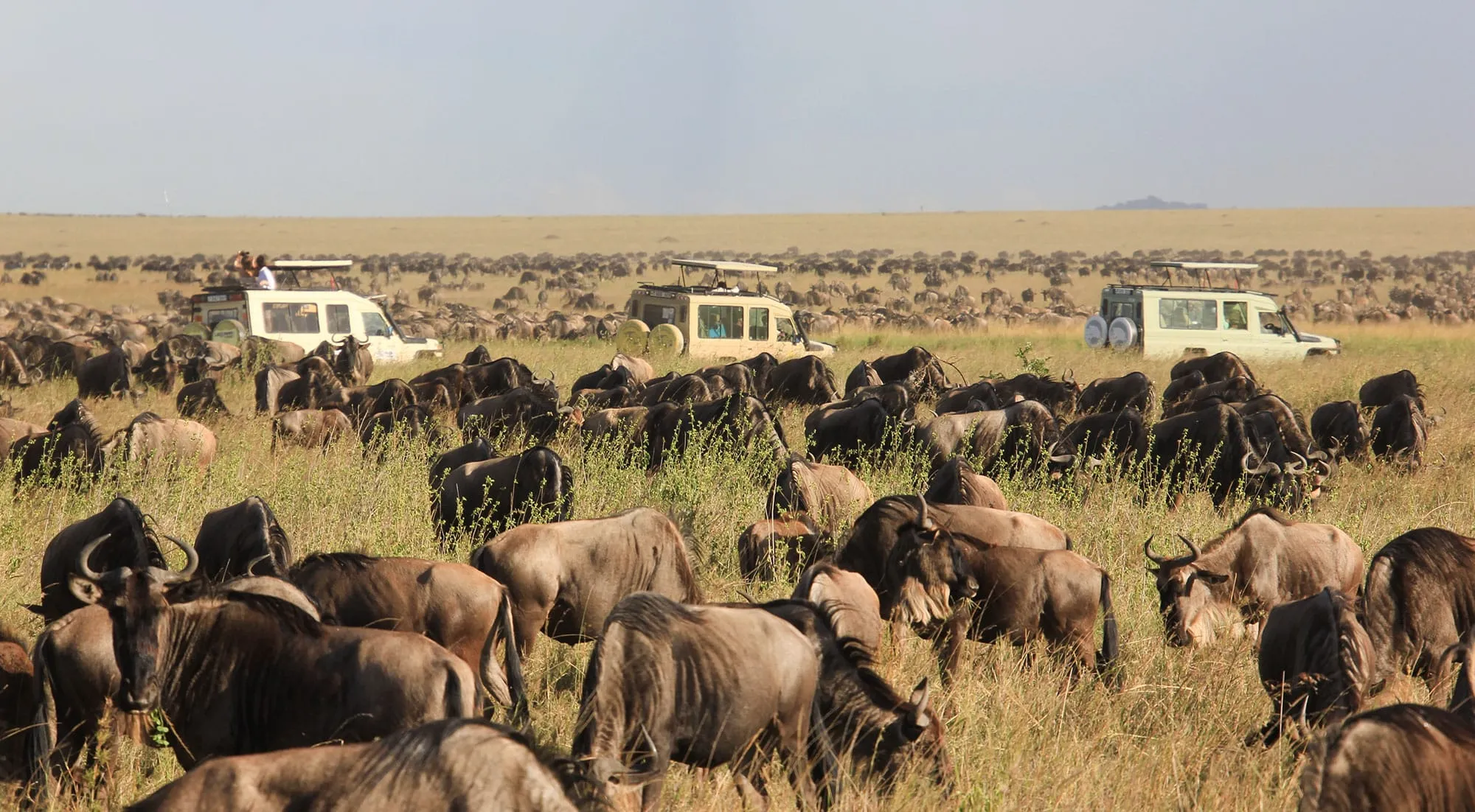 7-Day Amboseli, Naivasha, Lake Nakuru & Masai Mara Safari