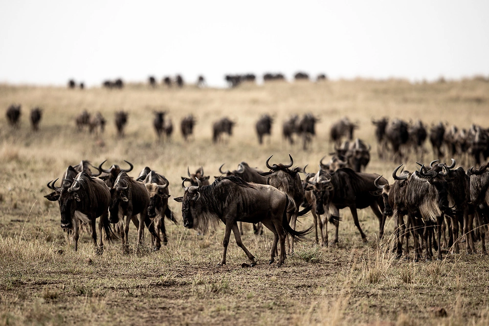6-Day Masai Mara, Lake Nakuru & Amboseli National Park