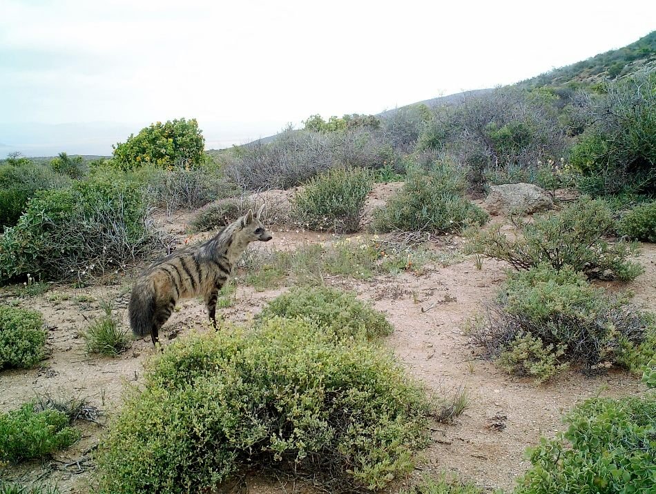 Aardwolf in Tanzania