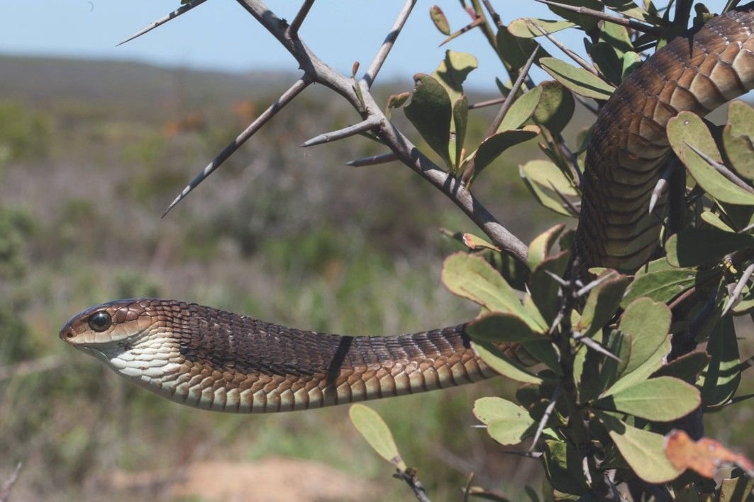 Boomslang in Tanzania