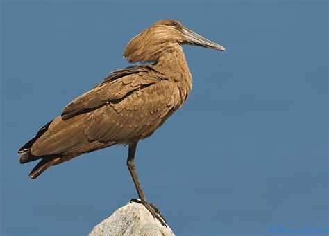 Hamerkop in Tanzania in Tanzania