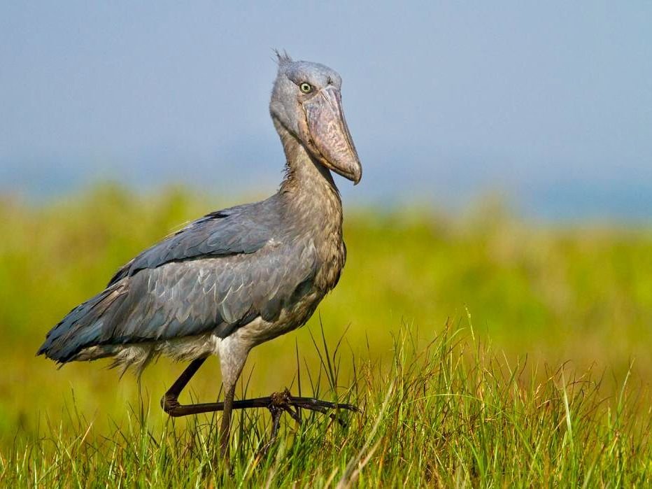 Shoebill in Tanzania in Tanzania