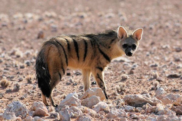 Aardwolf (Proteles cristata) in the Namib desert, Namibia