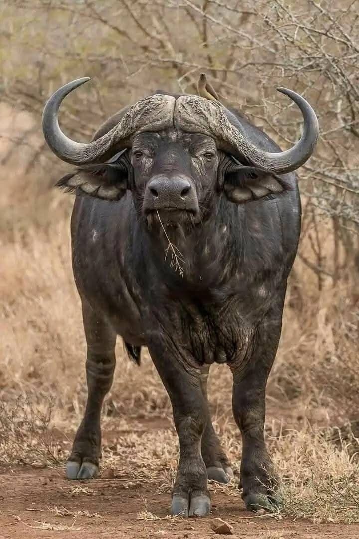 African Buffalo (Syncerus caffer), a large dark-coated wild cattle of Africa's savannas and woodlands, in the wild