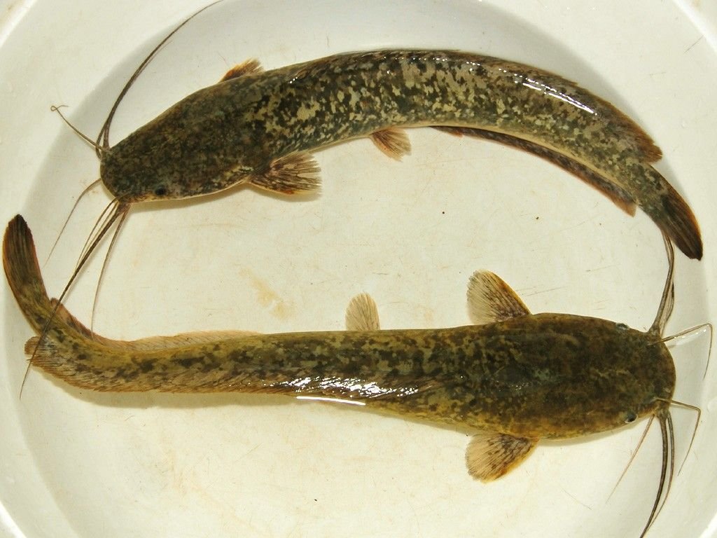 African Catfish in Tanzania