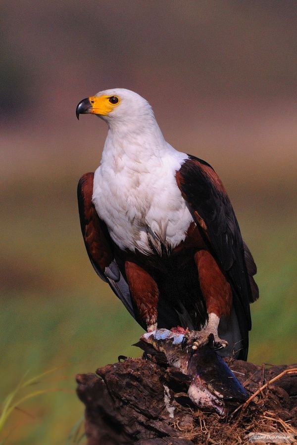 African Fish Eagle in Tanzania