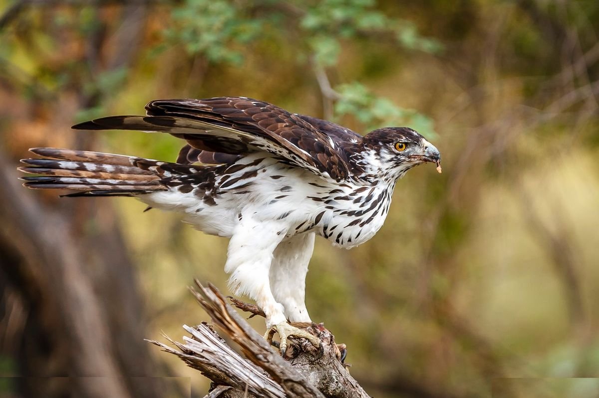 African Hawk Eagle in Tanzania