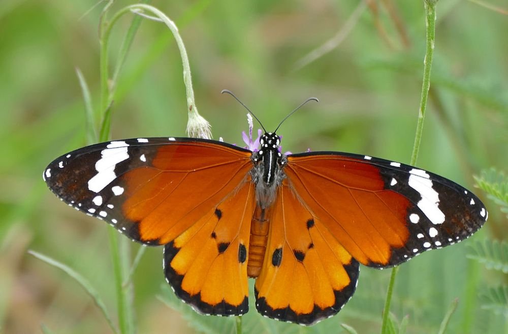 African Monarch Butterfly in Tanzania