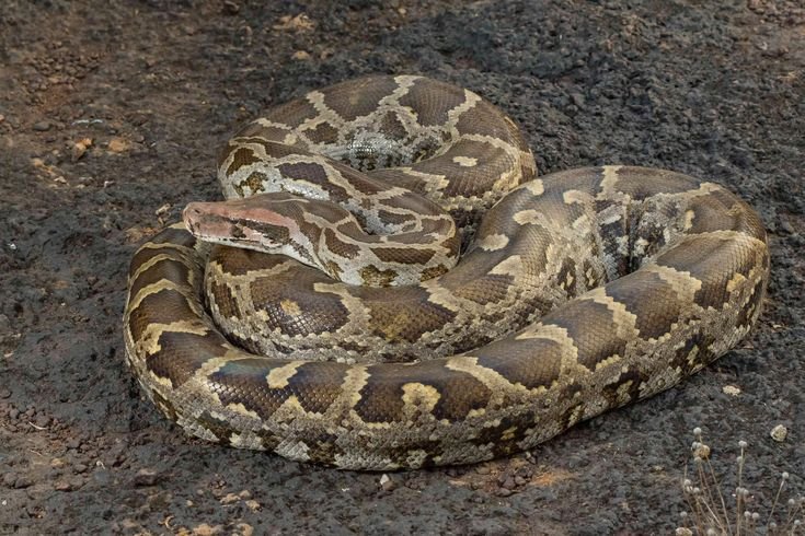 African Rock Python in Tanzania