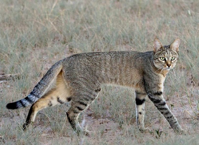 African Wildcat in Tanzania