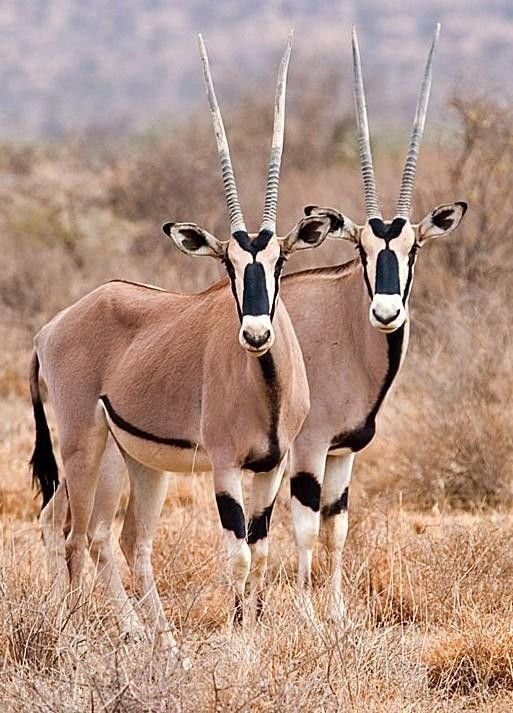 Beisa Oryx in Tanzania