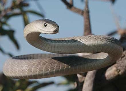 Black Mamba in Tanzania