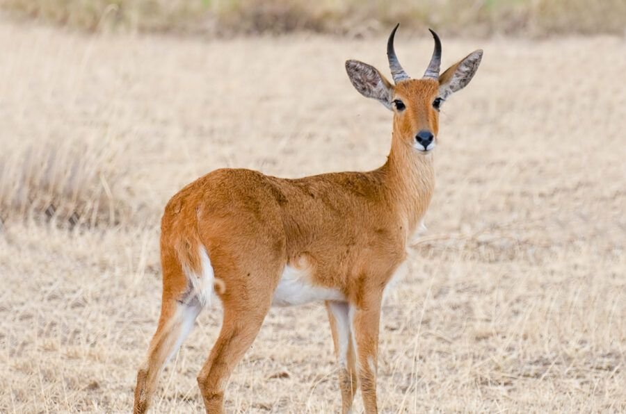 Bohor Reedbuck in Tanzania