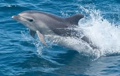 Bottlenose Dolphin in Tanzania