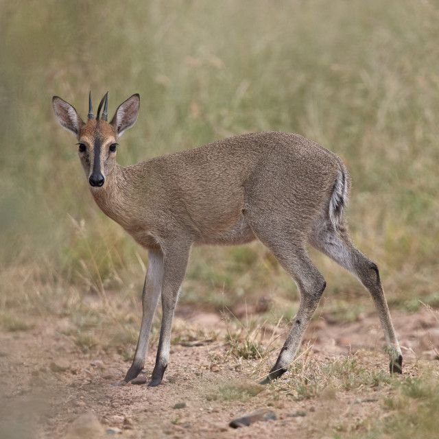 Common Duiker in Tanzania