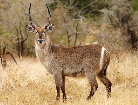 Common Waterbuck in Tanzania