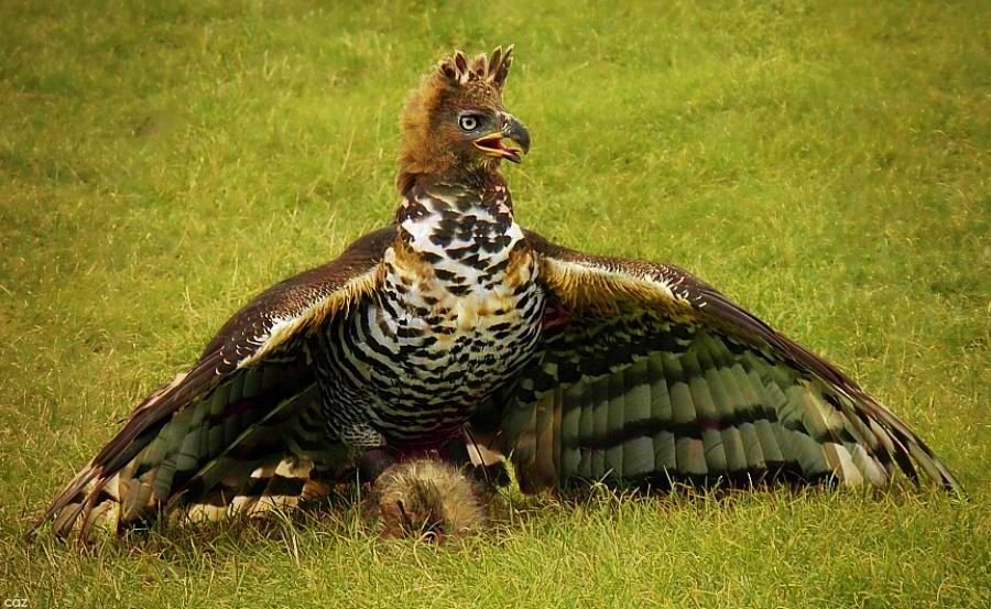 Crowned Eagle in Tanzania