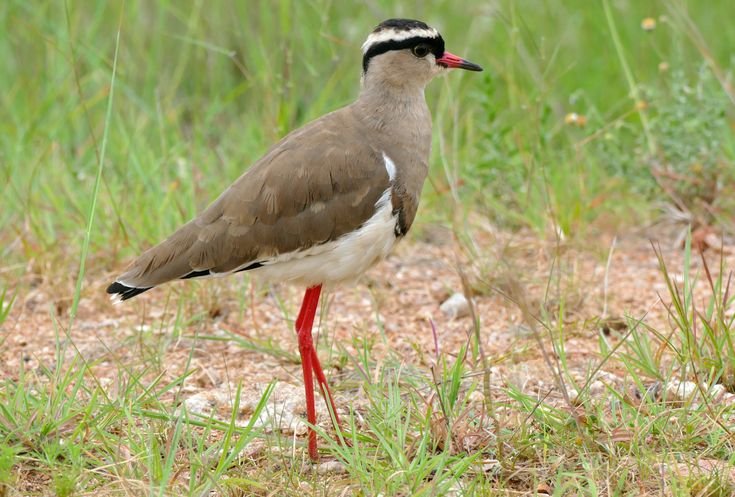 Crowned Lapwing in Tanzania