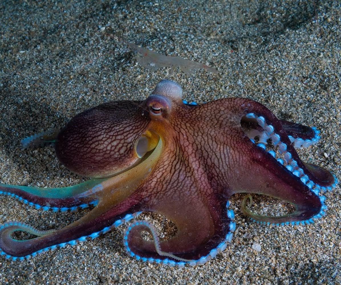 Day Octopus in Tanzania