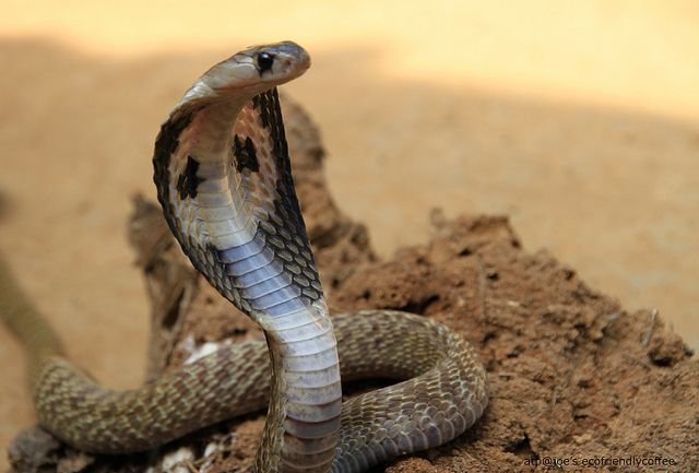 Egyptian Cobra in Tanzania