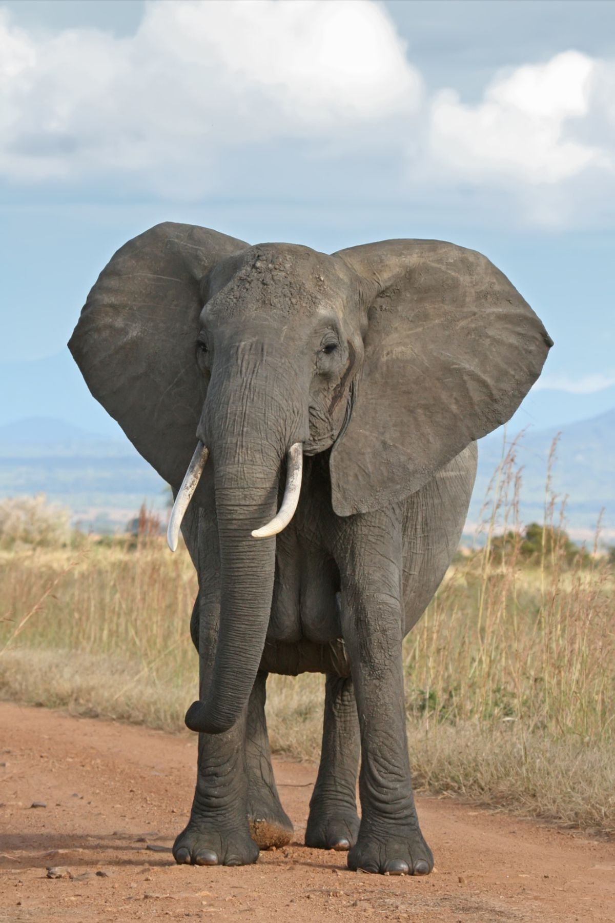 African Forest Elephant in Tanzania