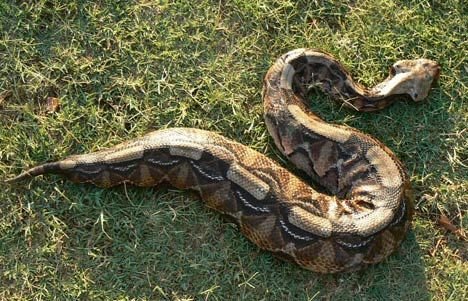 Gaboon Viper in Tanzania