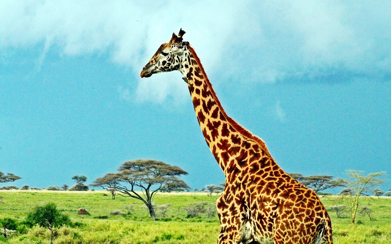 Masai Giraffe in Tanzania