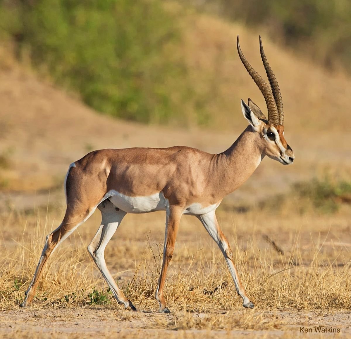 Grant's Gazelle in Tanzania