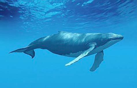 Humpback Whale in Tanzania