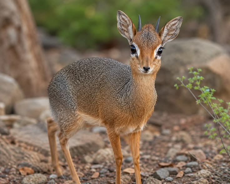 Kirk's Dik-dik in Tanzania