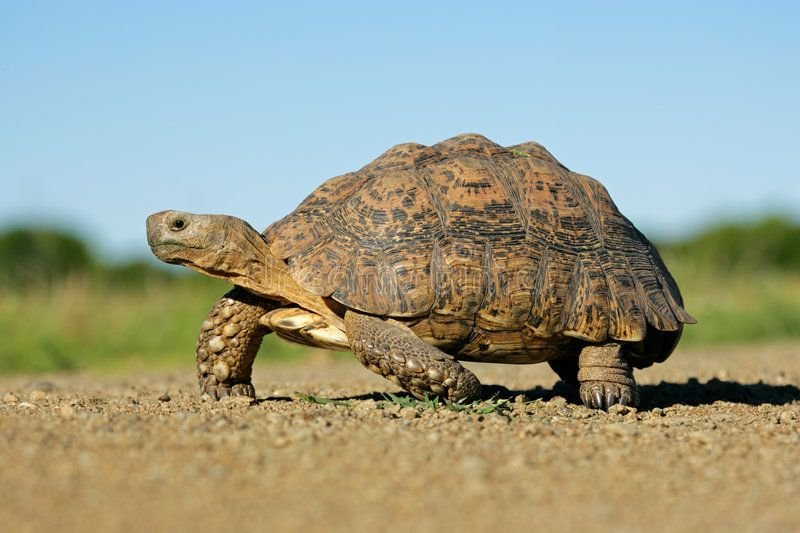 Leopard Tortoise in Tanzania