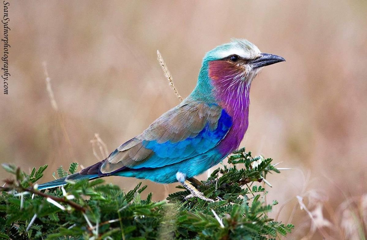 Lilac-breasted Roller in Tanzania in Tanzania