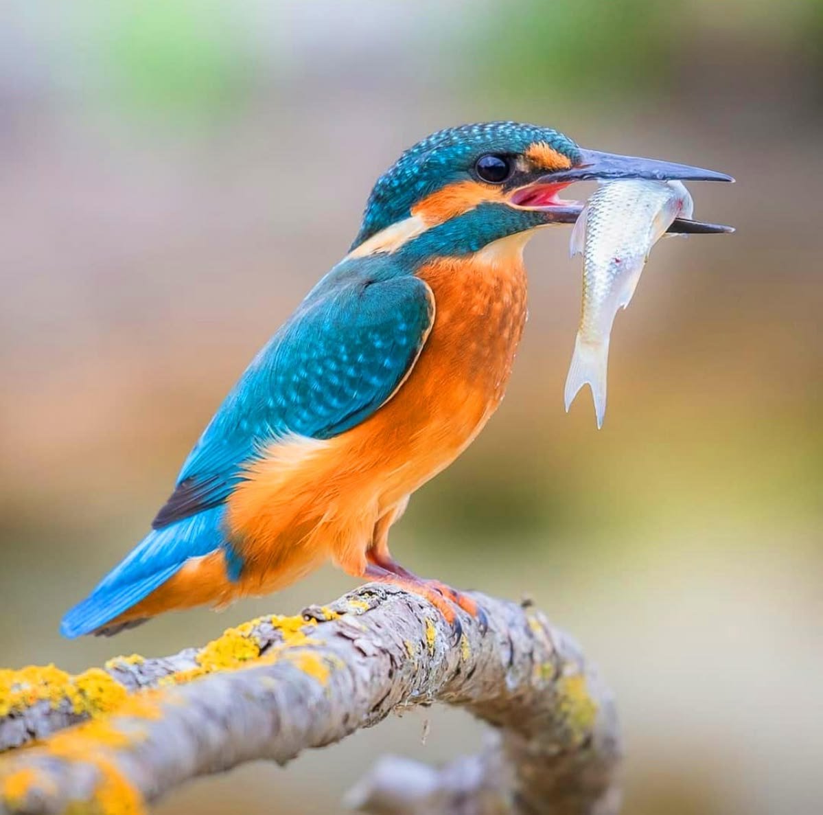 Malachite Kingfisher in Tanzania in Tanzania