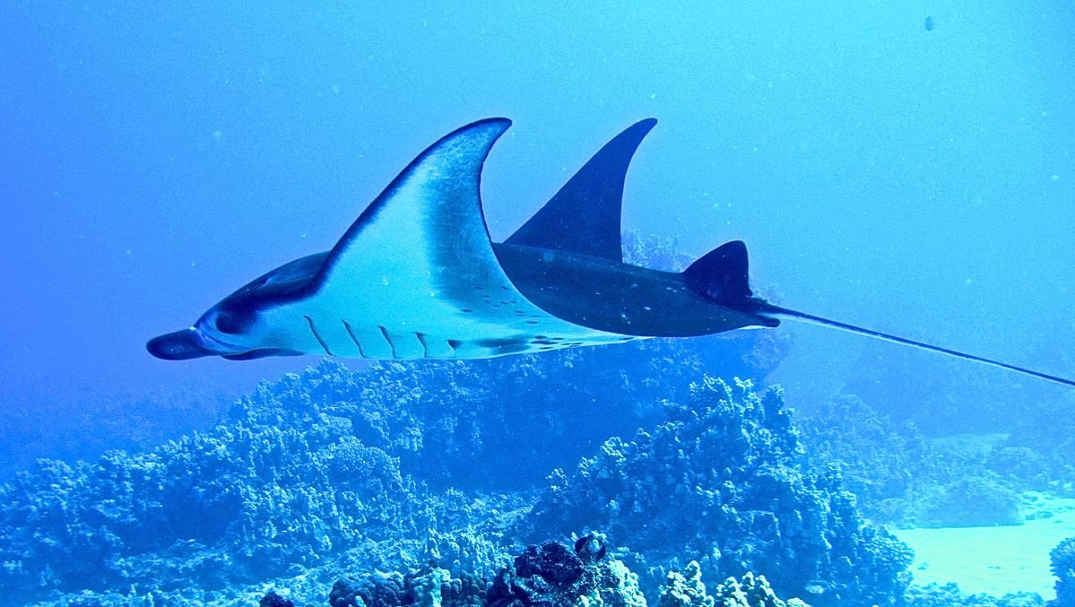 Manta Ray in Tanzania