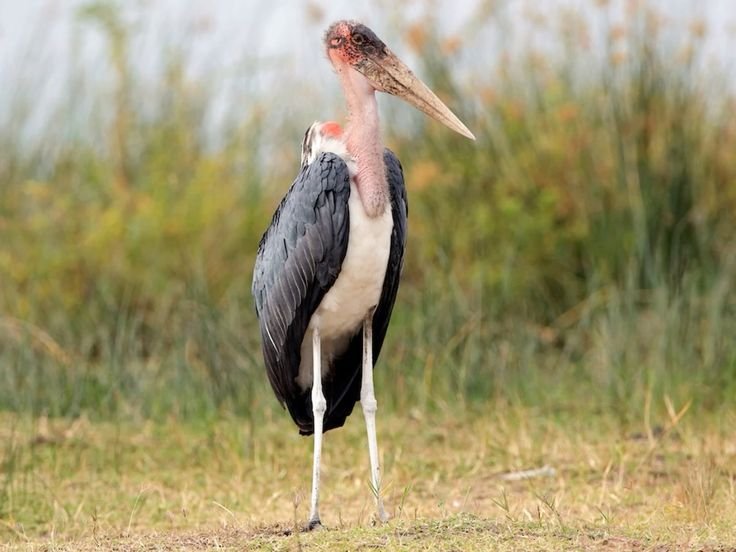 Marabou Stork in Tanzania in Tanzania