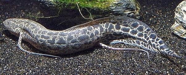 Marbled Lungfish in Tanzania
