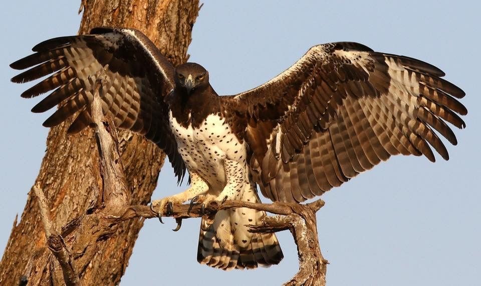Martial Eagle in Tanzania in Tanzania