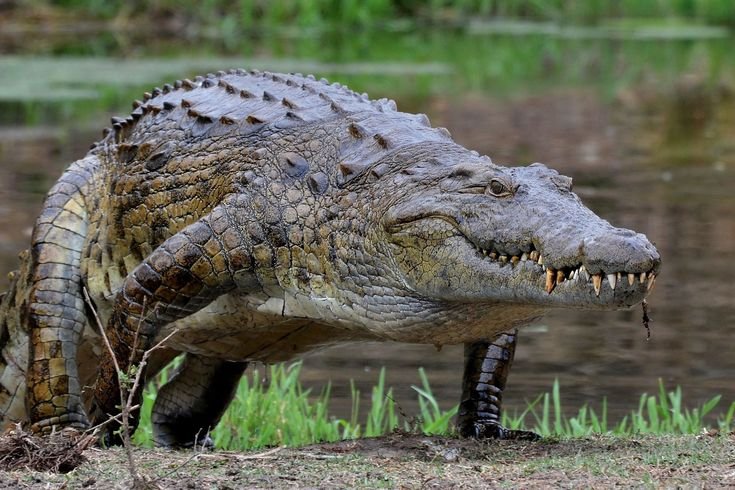 Nile Crocodile in Tanzania