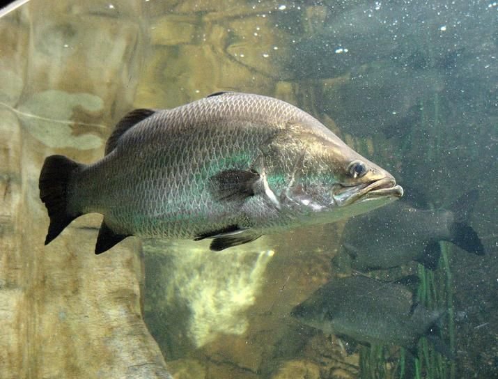 Nile Perch in Tanzania