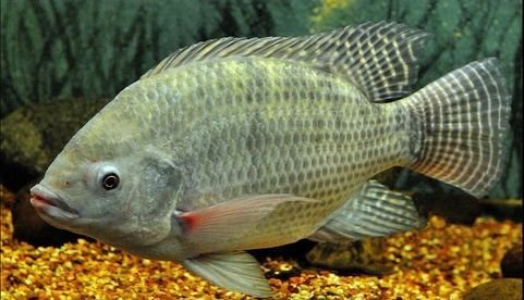 Nile Tilapia in Tanzania