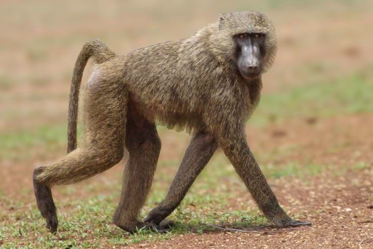 Olive Baboon in Tanzania