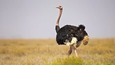 Ostrich in Tanzania in Tanzania