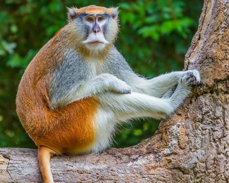 Patas Monkey in Tanzania