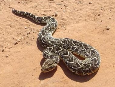 Puff Adder in Tanzania