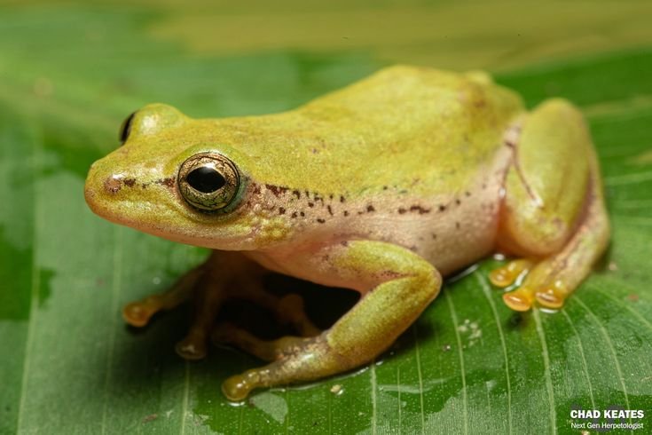 Reed Frog in Tanzania