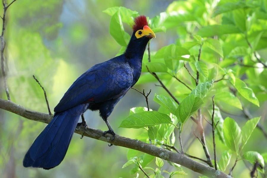 Ross's Turaco in Tanzania in Tanzania