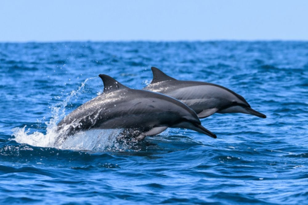 Spinner Dolphin in Tanzania