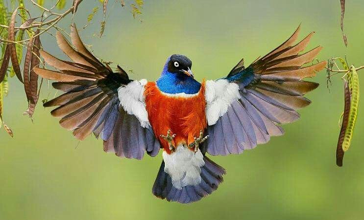 Superb Starling in Tanzania