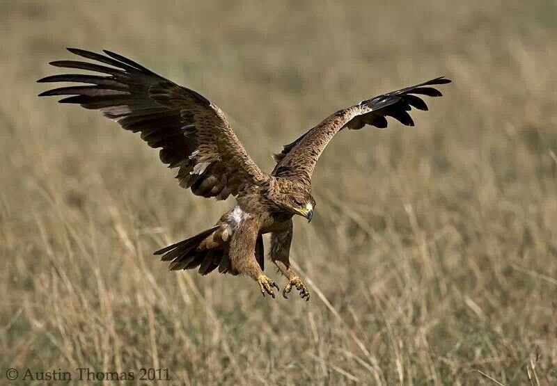 Tawny Eagle in Tanzania in Tanzania